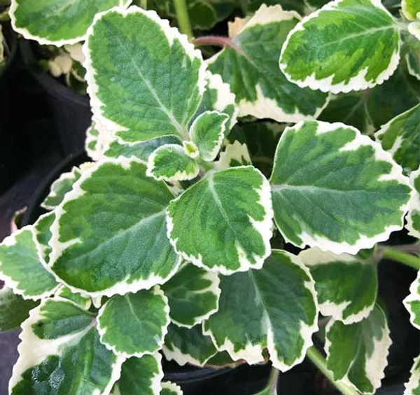 Variegated Cuban Oregano