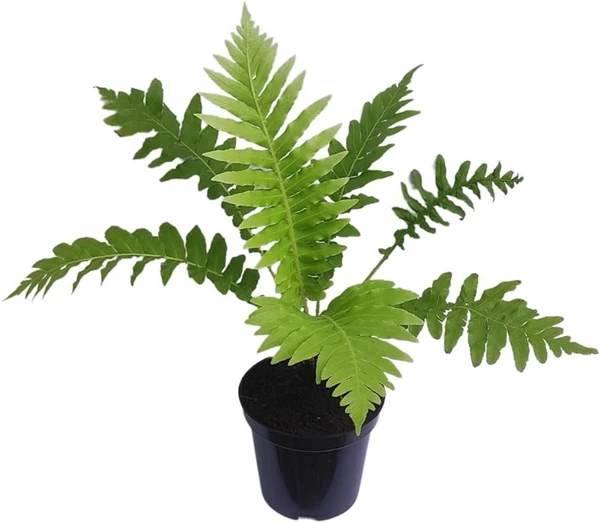 Brazilian Tree Fern