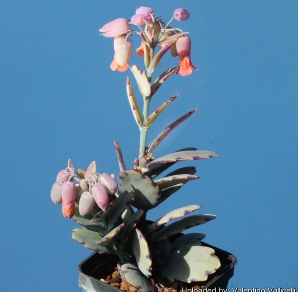 Kalanchoe Fedtschenkoi