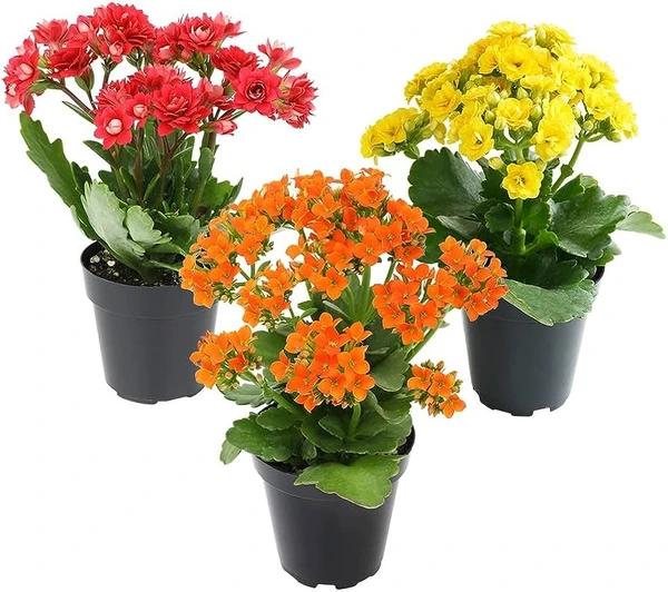 Kalanchoe Blossfeldiana (50 Pcs.)