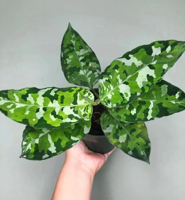 Aglaonema pictum tricolor (Camouflauge Plant)