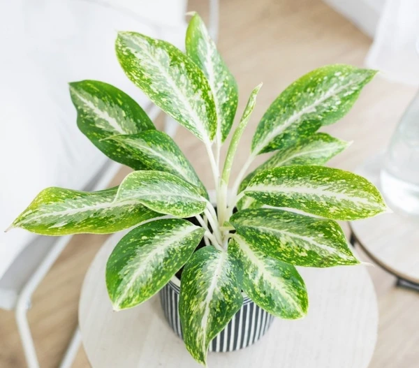 Aglaonema Milky way (50 Pcs.)