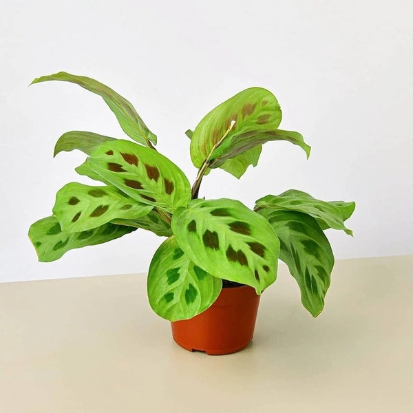 Maranta (Rabbit Foot )