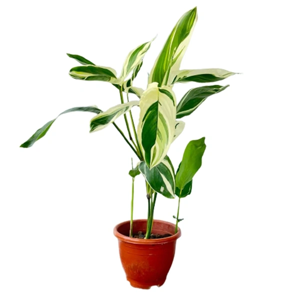 Maranta Variegated Arrowroot