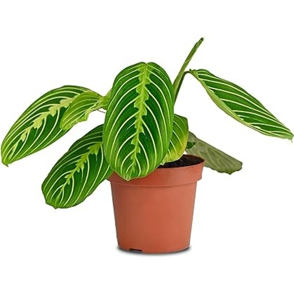 Maranta Marisela
