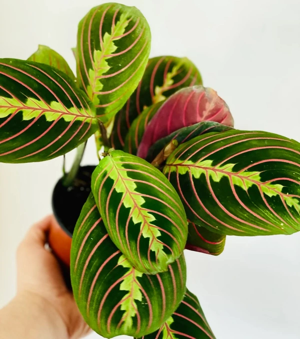 Maranta Red Vein