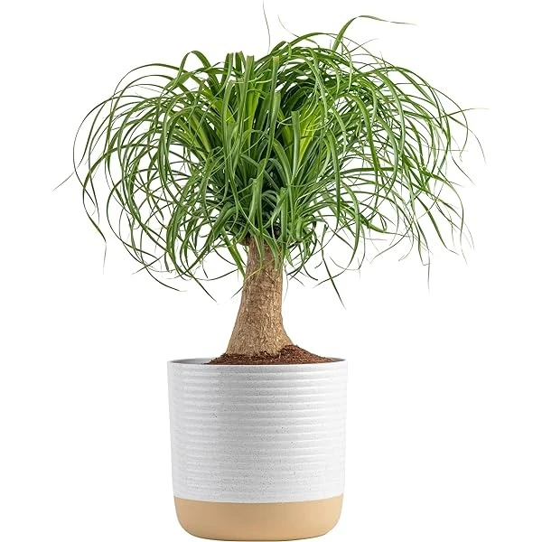 Ponytail Palm (50 Pcs.)