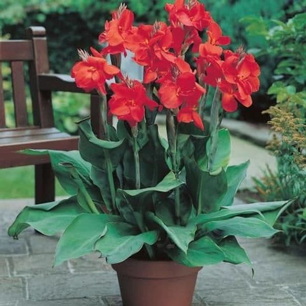Canna Lily Indian Shot