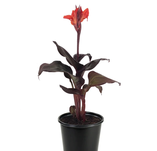 Canna Lily Tropicanna Black