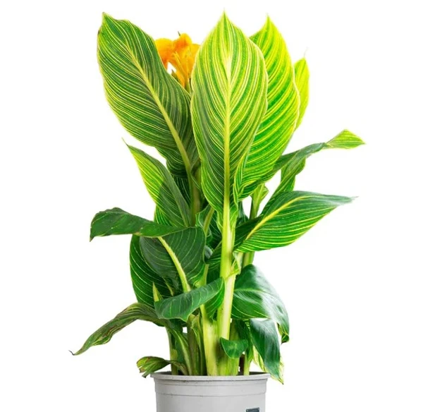 Canna Lily Tropicanna Gold (50 Pcs.)