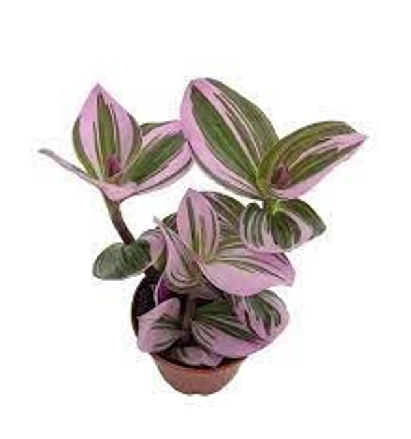 Wandering Jew