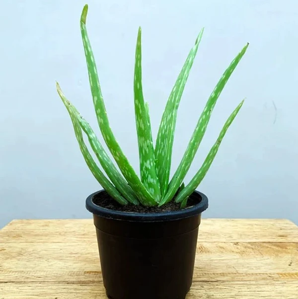 Aloe Vera Plant (50 Pcs.)