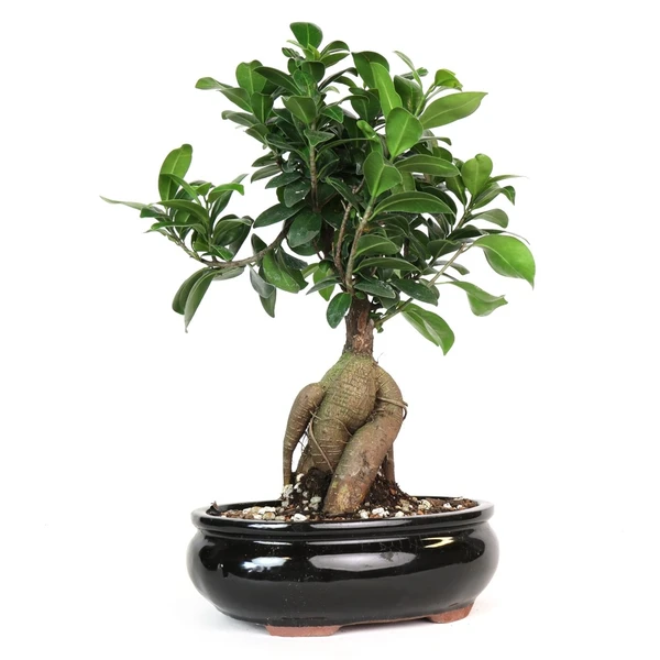 Ficus Bonsai