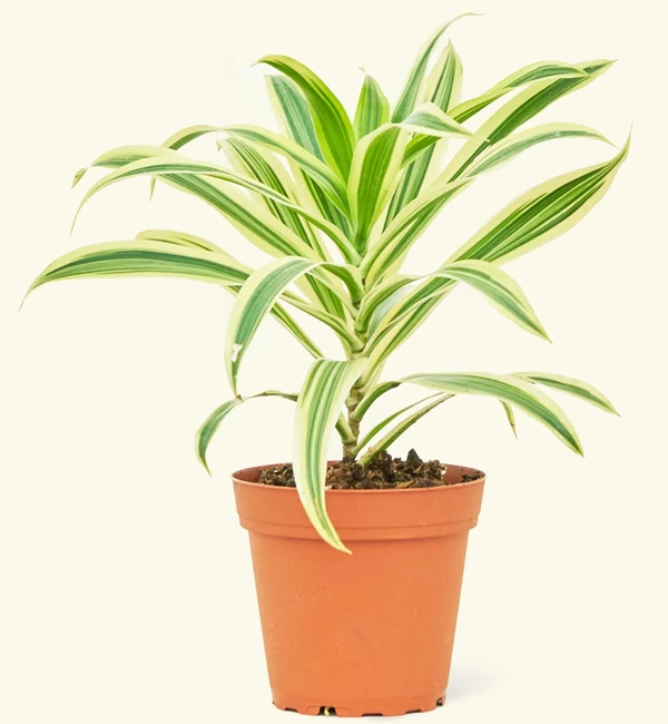 Dracaena reflexa -Song of India (50 Pcs.)