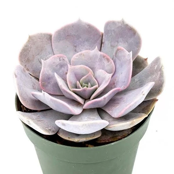 Echeveria Lilacina