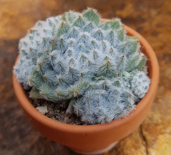 Echeveria Setosa