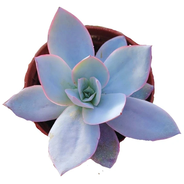 Echeveria Cante