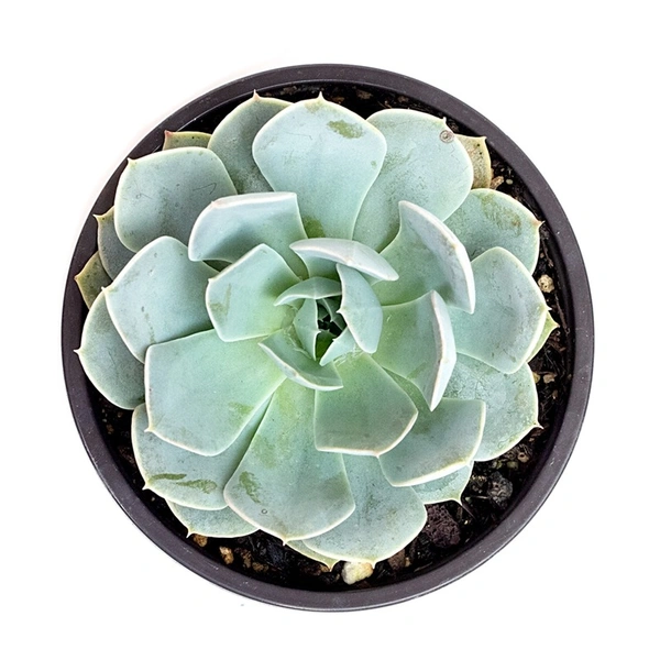 Echeveria Tolucensis