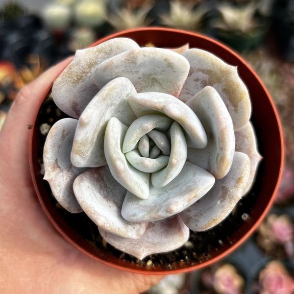Echeveria Moondust