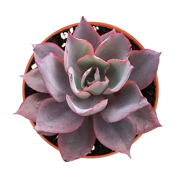 Echeveria Afterglow