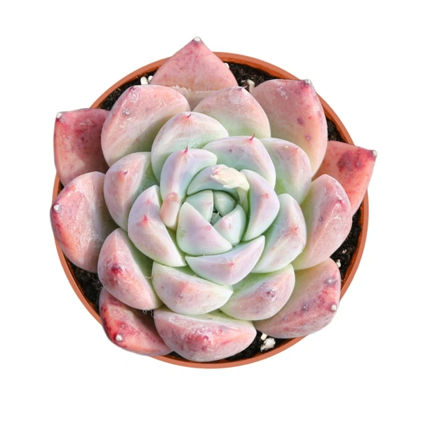 Echeveria Alba Beauty