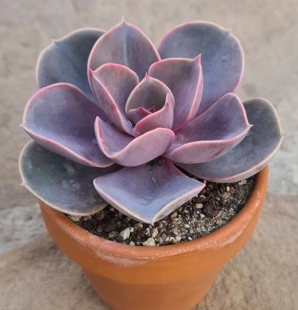 Echeveria Perle Von Nurnberg
