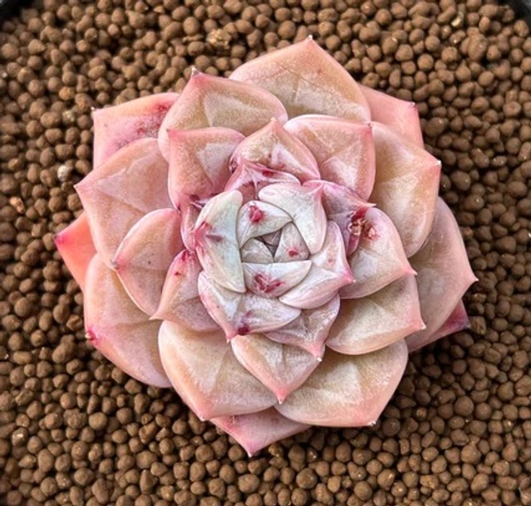 Echeveria Hyalina