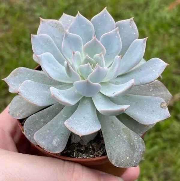 Echeveria Peacockii