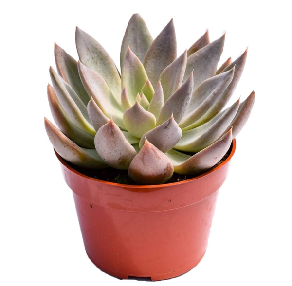 Echeveria Runyonii
