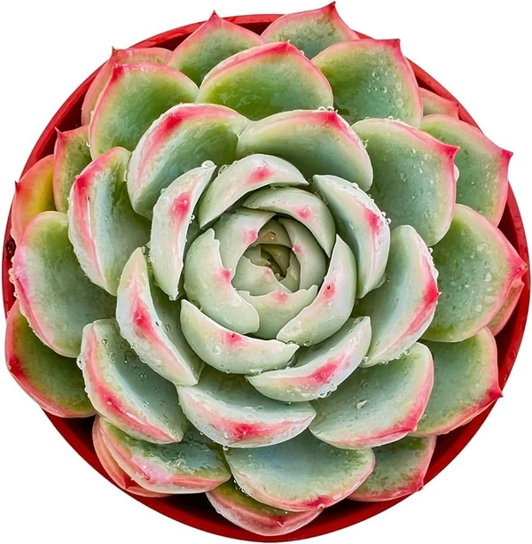 Echeveria Reglensis