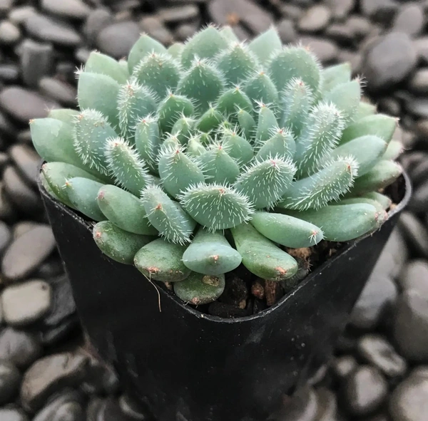 Echeveria Rundelli