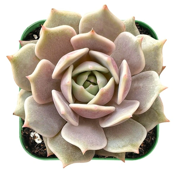 Echeveria Lola