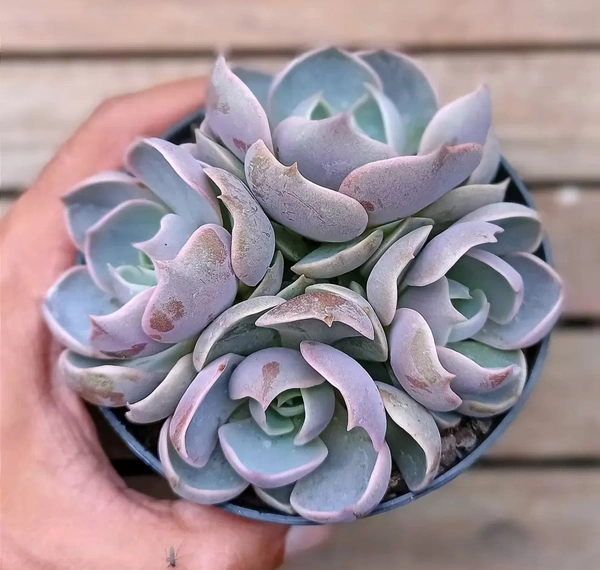 Echeveria Lotus