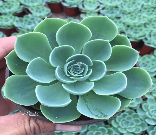 Echeveria Secunda