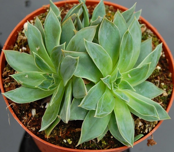 Echeveria Sessiliflora
