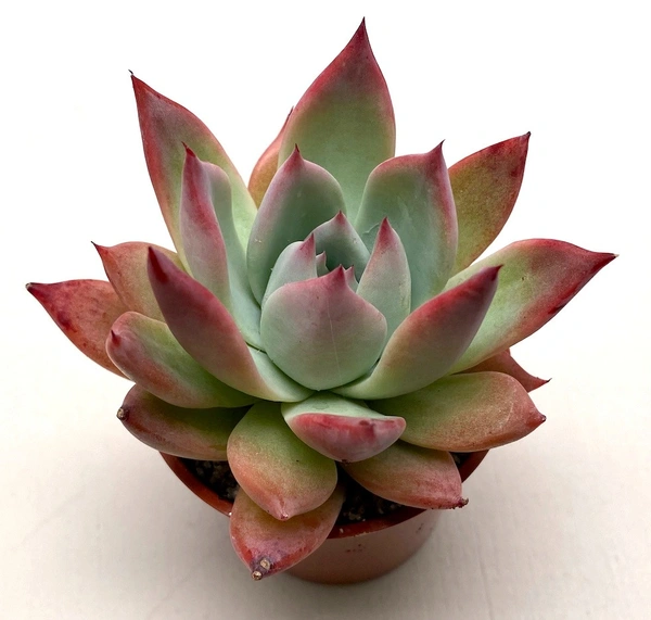 Echeveria Colorata f. Brandtii