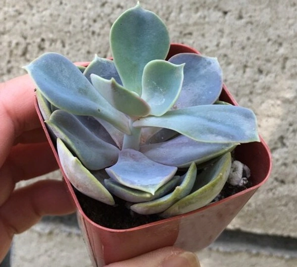 Echeveria Oreophila