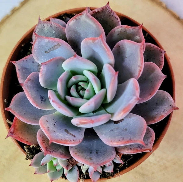 Echeveria Azulita