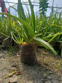 Aloe Vera Plant (50 Pcs.)