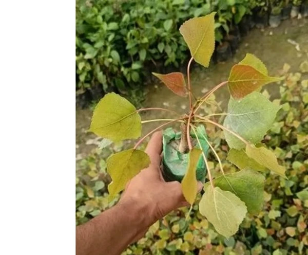 Peepal Plant  Sapling (100 Pcs.)