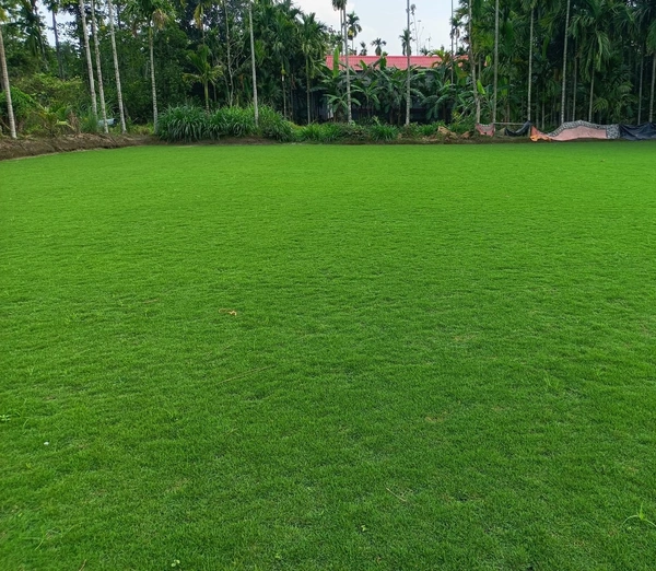 Lawn Grass Carpet 