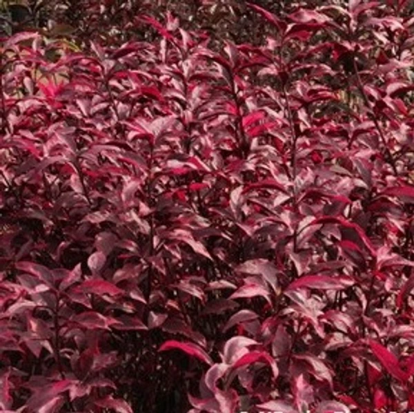Hedge Red - Pseuderanthemum (50 Pcs.)