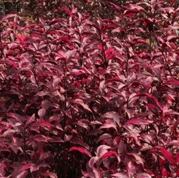 Hedge Red ( Pseuderanthemum)