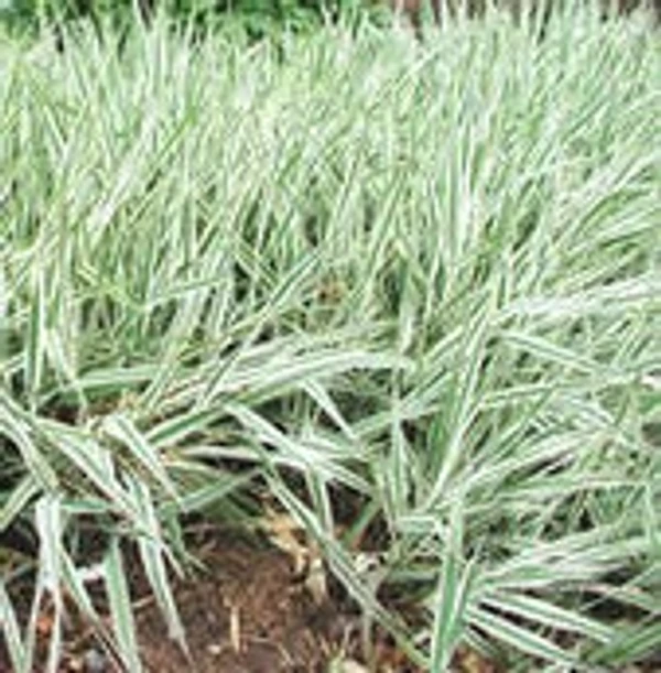 Ribbon Grass -Reed canary grass (50 Pcs.)