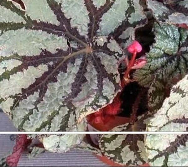 Begonia Fedor (50 Pcs.)