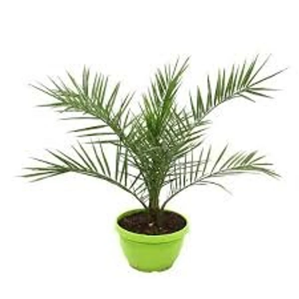 Phoenix Palm -Date Palm (50 Pcs.)
