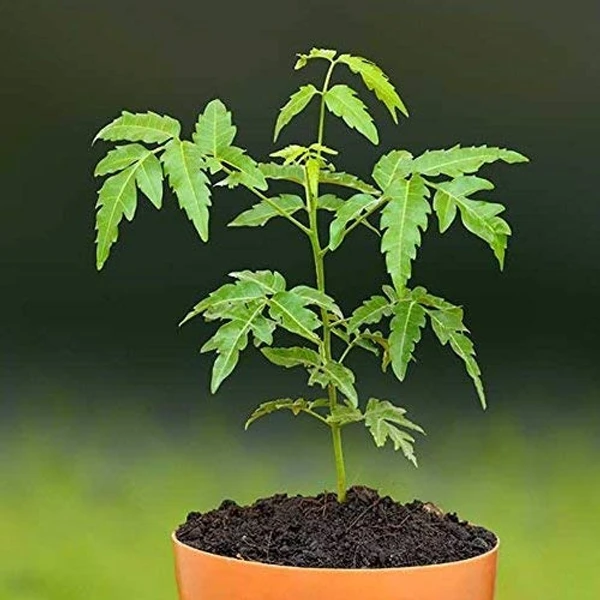 Neem Sapling (100 Pcs.)