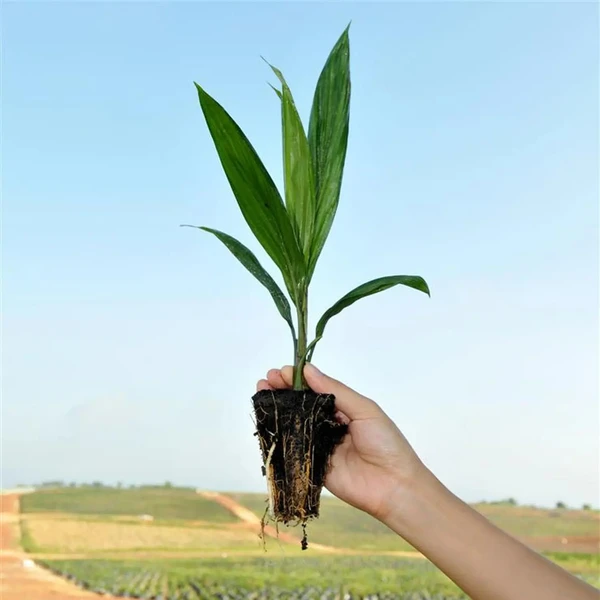 Oil palm Plant (50 Pcs.)