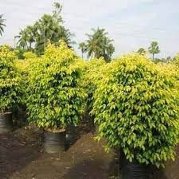 Ficus Benjamina (Golden King)