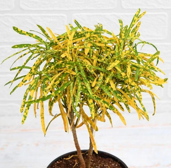 Gold Star Croton  (50 Pcs.)